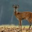 The Art of Roe Deer Stalking