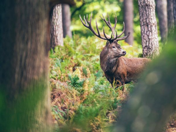 Red deer in the forest