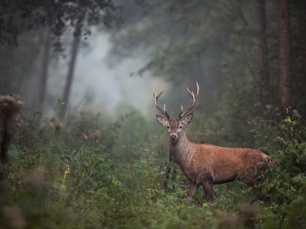 roe deer hunting