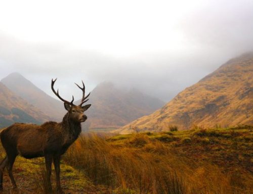 The Art of Selective Red Deer Hunting: Techniques, Tradition, and Respect for the King of the ForestPublished On: Febbraio 14, 2025