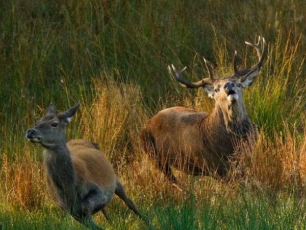 Breeding-period-of-the-Scottish-deer