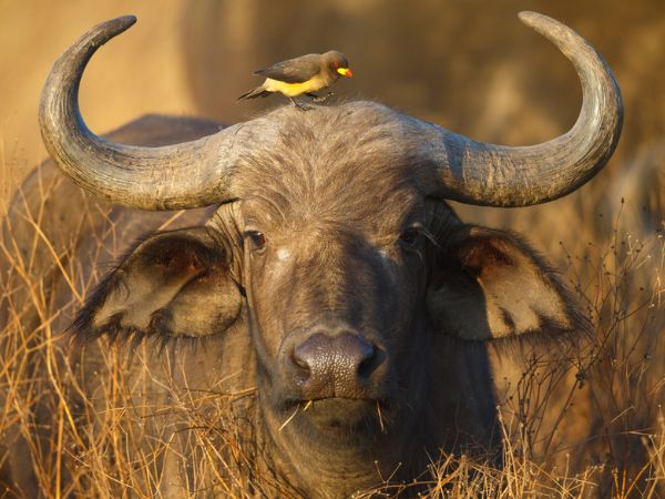 buffalo hunting 