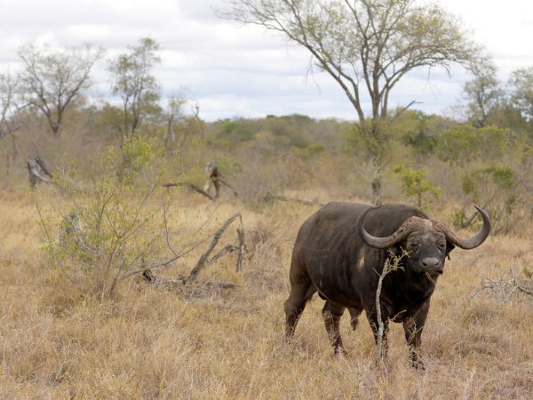 Lonely African Buffalo