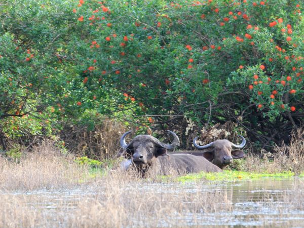 Buffalo at Selous Game Reserve, Tanzania