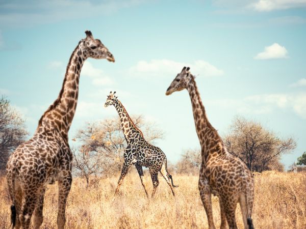 Giraffes in Selous National Park