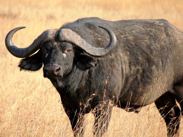 The Cape Buffalo