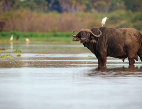 Buffalo hunting in the Selous: an authentic adventure filled with emotions and respect for nature.Published On: Febbraio 20, 2025