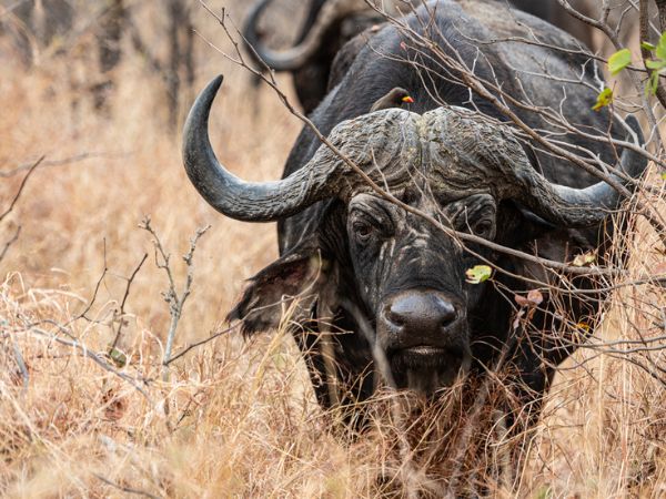 The art of buffalo hunting