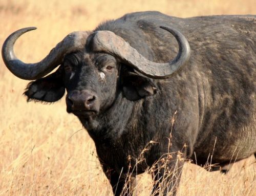 Buffalo hunting in the Save Valley: poetry, adventure, and history in the cradle of the wild nature.Published On: Febbraio 24, 2025