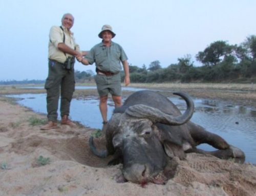 Chasing the Cape Buffalo in the Water: Antonio R.’s African Hunt in the Marshlands of MozambiquePublished On: Dicembre 9, 2025