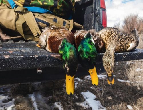 Guide to Duck Hunting: The Tradition of “Hunting from a Botte” Near BolognaPublished On: Febbraio 9, 2025