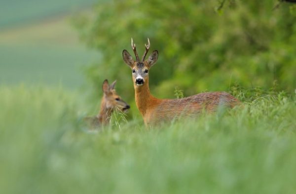 roe-deer-hunting-from-the-stand-Italy