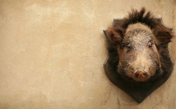 wild-boar-driven-hunt-in-Tuscany