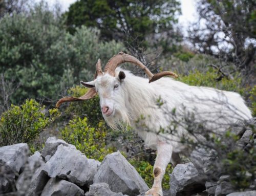 The Hunt for the Feral Goat: A Sporting Challenge in the World’s MountainsPublished On: Marzo 10, 2025