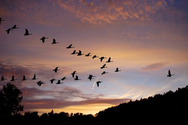 Hunting-geese-in-europe-romania