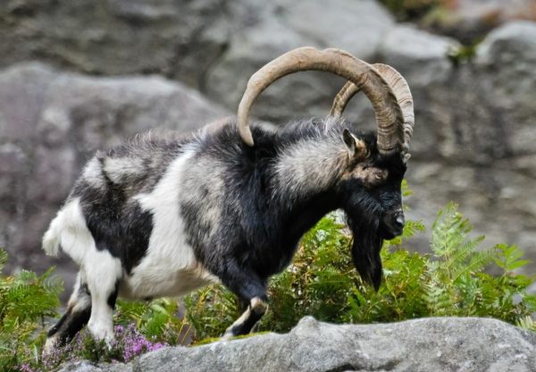  Feral-goar-della-Pampa-Argentina