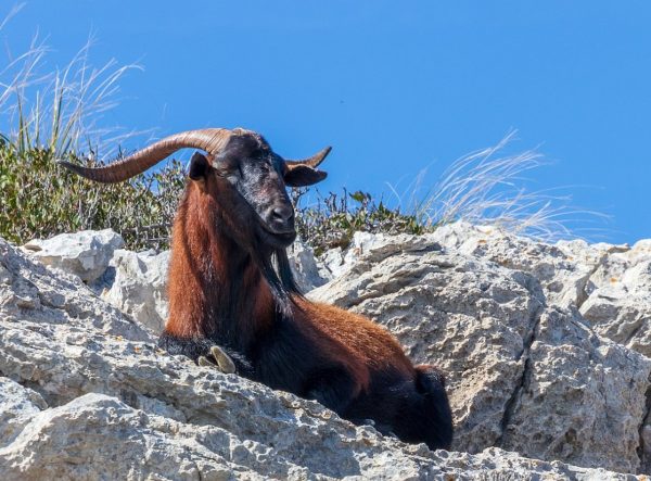 Feral-goat-Boc-Balear-caccia