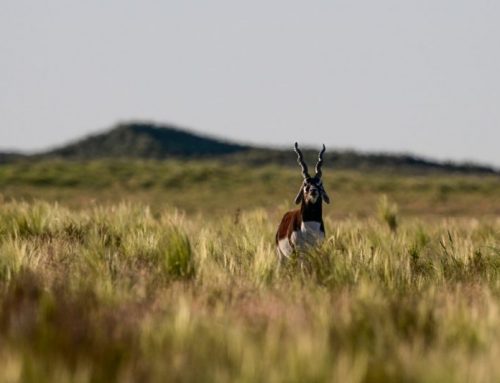 Blackbuck Hunting in the Argentine Pampas – A Timeless Adventure of Precision, Ethics, and WildernessPublished On: Marzo 22, 2025