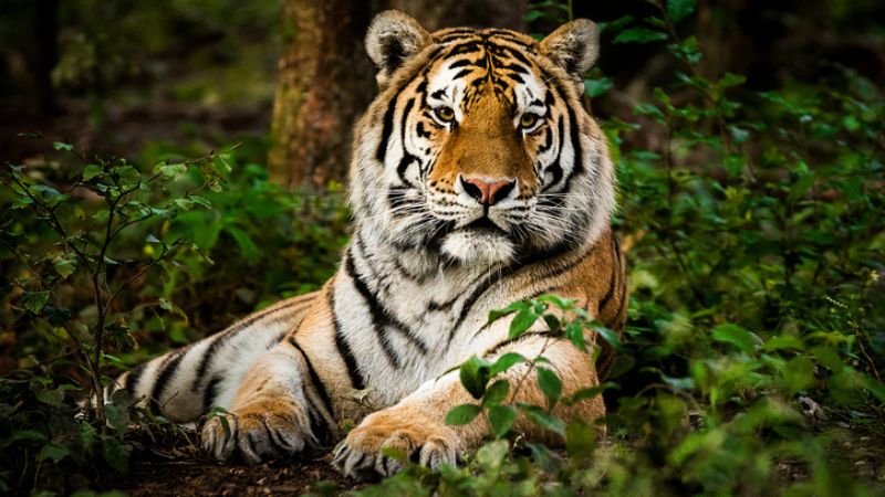 Tiger Hunting in the Era of the Maharajas