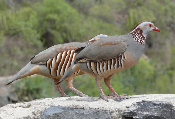 barbary-partridges