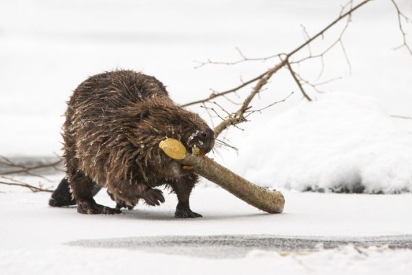 beaver in europe