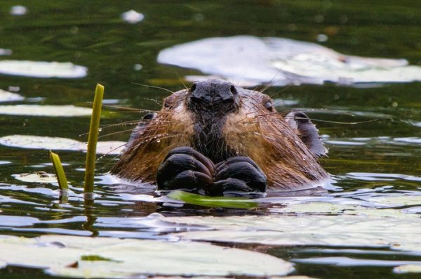 beaver swimming