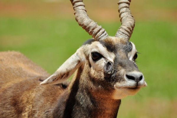 blackbuck-antelope-hunting