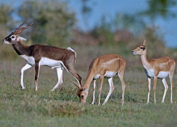 blackbuck-antelope-hunting-in-the-pampa