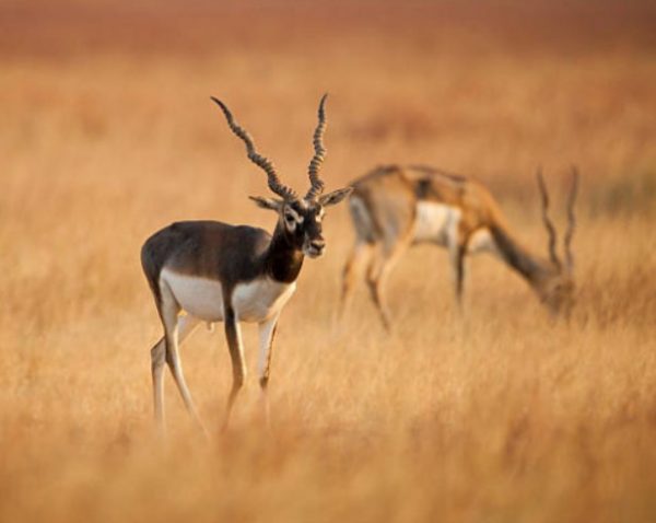 blackbuck-hunting-in-the-argentinian-pampa