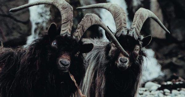 caccia-alle-capre-selvatiche