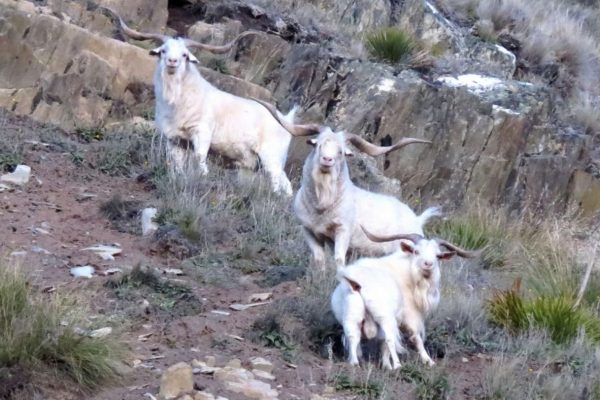 capre-selvatiche-della-nuova-zelanda-feral-goats