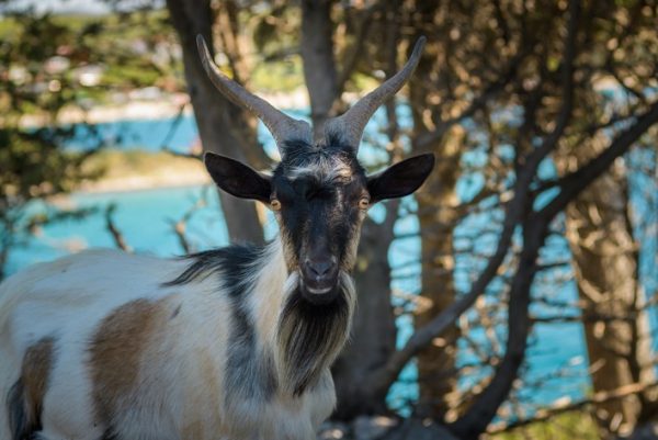 feral goat croazia