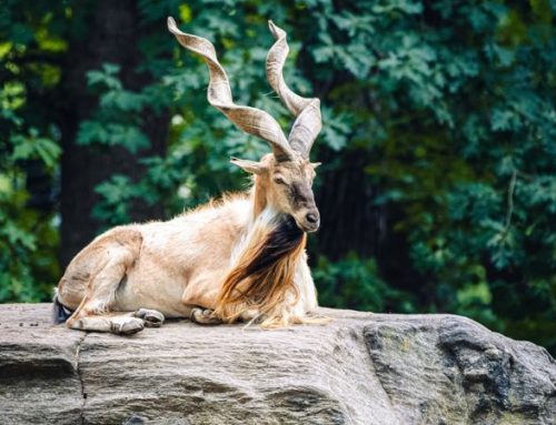The Markhor: Legend of the Mountains and Dream of High-Altitude HuntersPublished On: Aprile 30, 2025