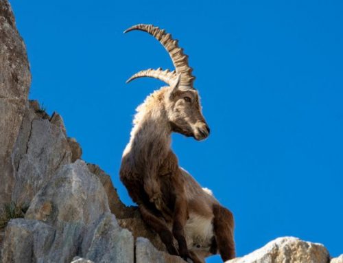Ibex Hunting: King of the Old World’s MountainsPublished On: Maggio 18, 2025