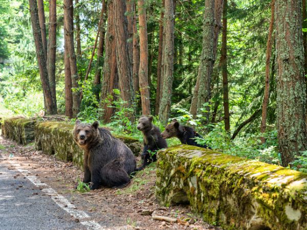 Hunt Big Game in Romania