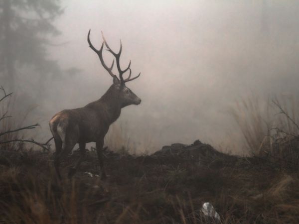 Red Stag Hunting