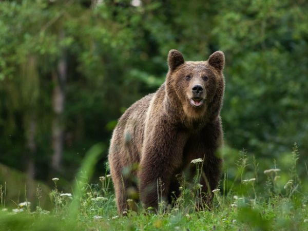 Brown Bear Hunting