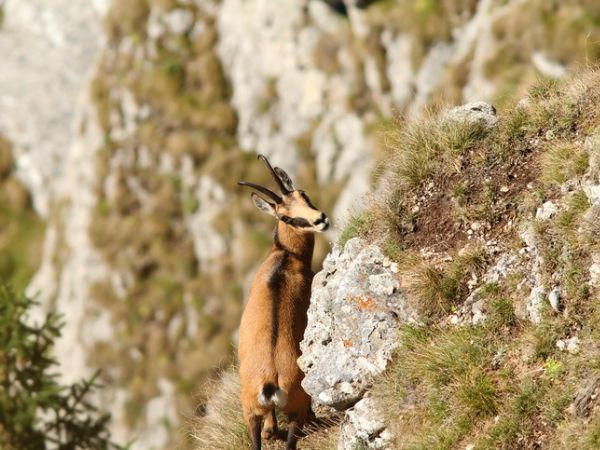 Chamois Hunting