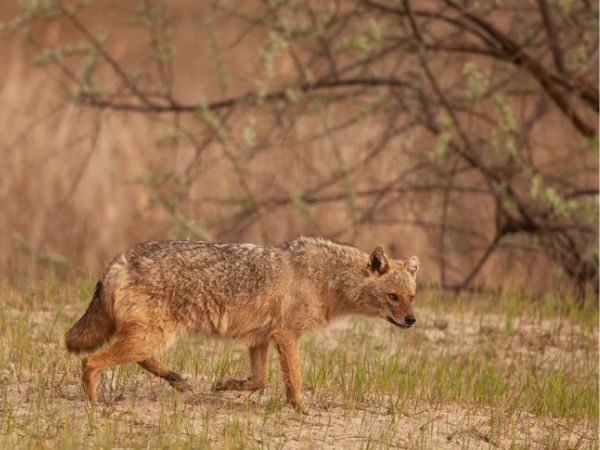 Hunting in Romania