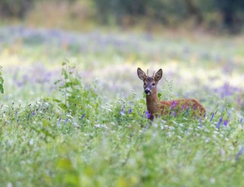 Ethics and Style in Modern Hunting: The Ethics of Respect – Why True Hunting Is Never a SlaughterPublished On: Giugno 3, 2025