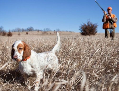 Why We Keep Hunting: Reflections of a Man Between Nature and MemoryPublished On: Giugno 6, 2025