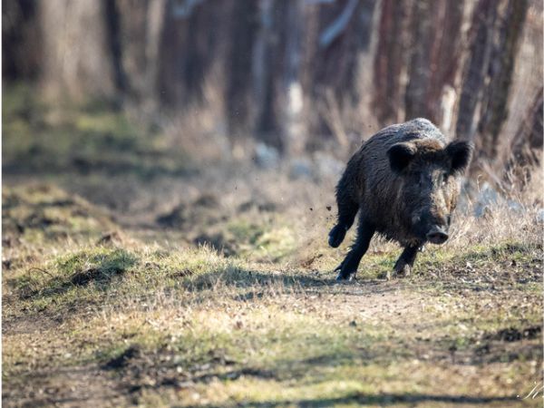 Wild Boar Hunt in Maremma