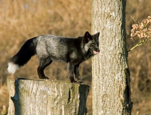 Hunting the Rarest Shadows: The Truth About Silver and Black FoxesPublished On: Maggio 11, 2025