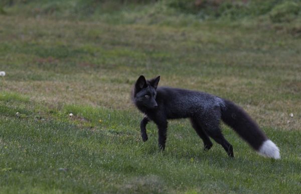 silver-and-black-foxes