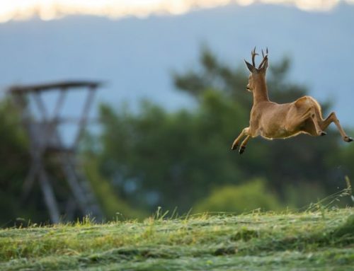 Rivergaro: where the roe deer speaks with the tall grassPublished On: Giugno 20, 2025