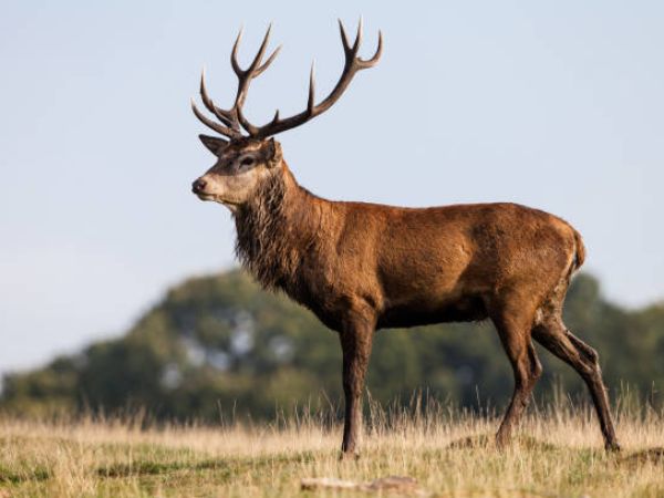 Red stag hunting begins with the search