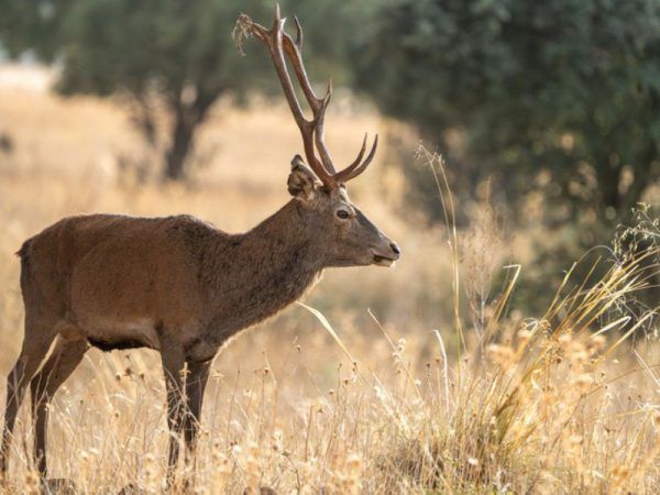 red stag hunting in real time
