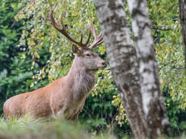 red stag in the Apennines
