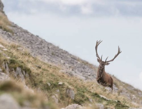 Red stag hunting in the ancient Duchy of Modena and Reggio: a noble quest in the ApenninesPublished On: Luglio 4, 2025