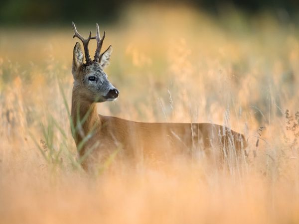 European deer